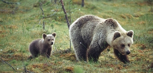 Bears - VisitFinland